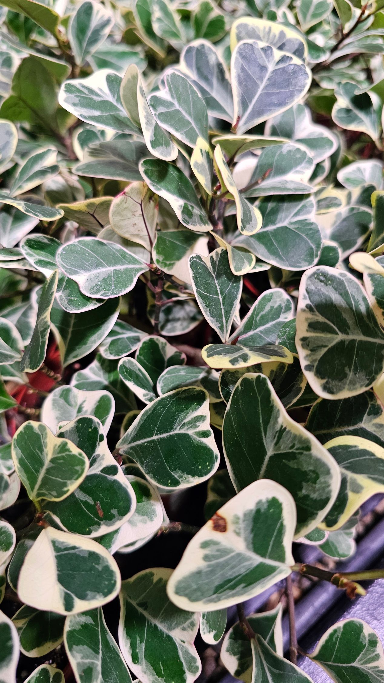 Variegated ficus shrub with green leaves edged in white.