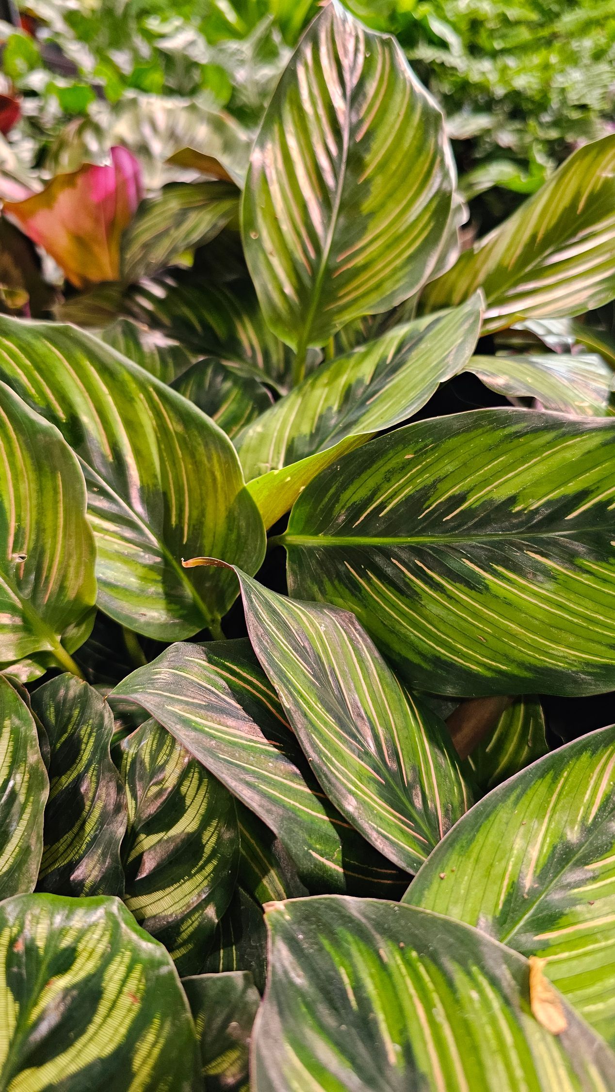 Close-up of a Calathea plant with vibrant green and white striped leaves.
