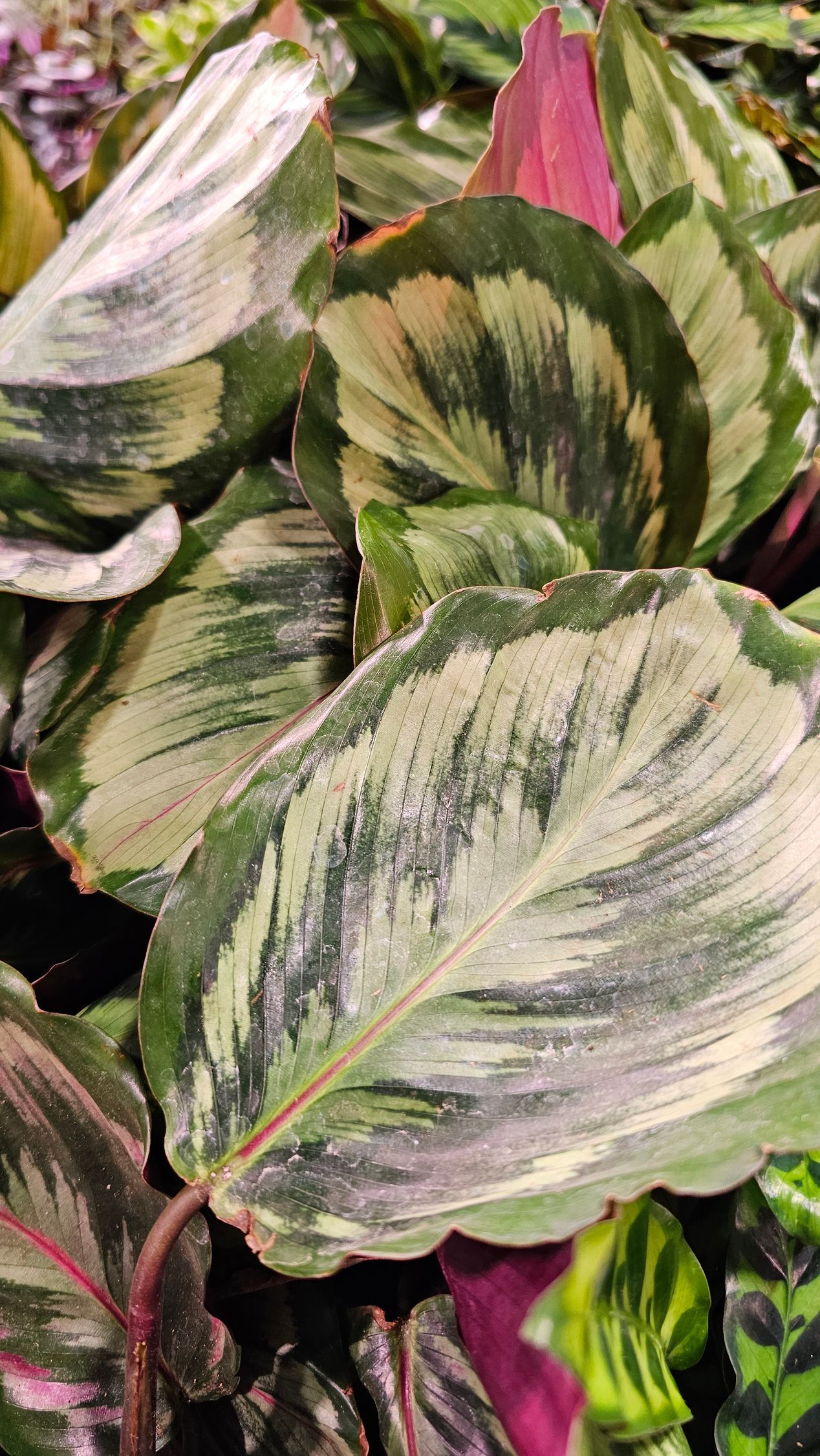 Variegated calathea plant with white, green, and pink leaves.