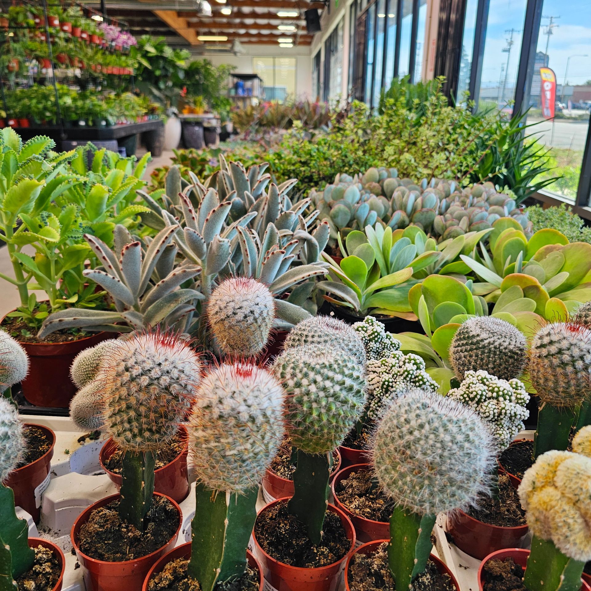 Cacti and succulents in pots, arranged on a table in a plant shop with other plants in the background.