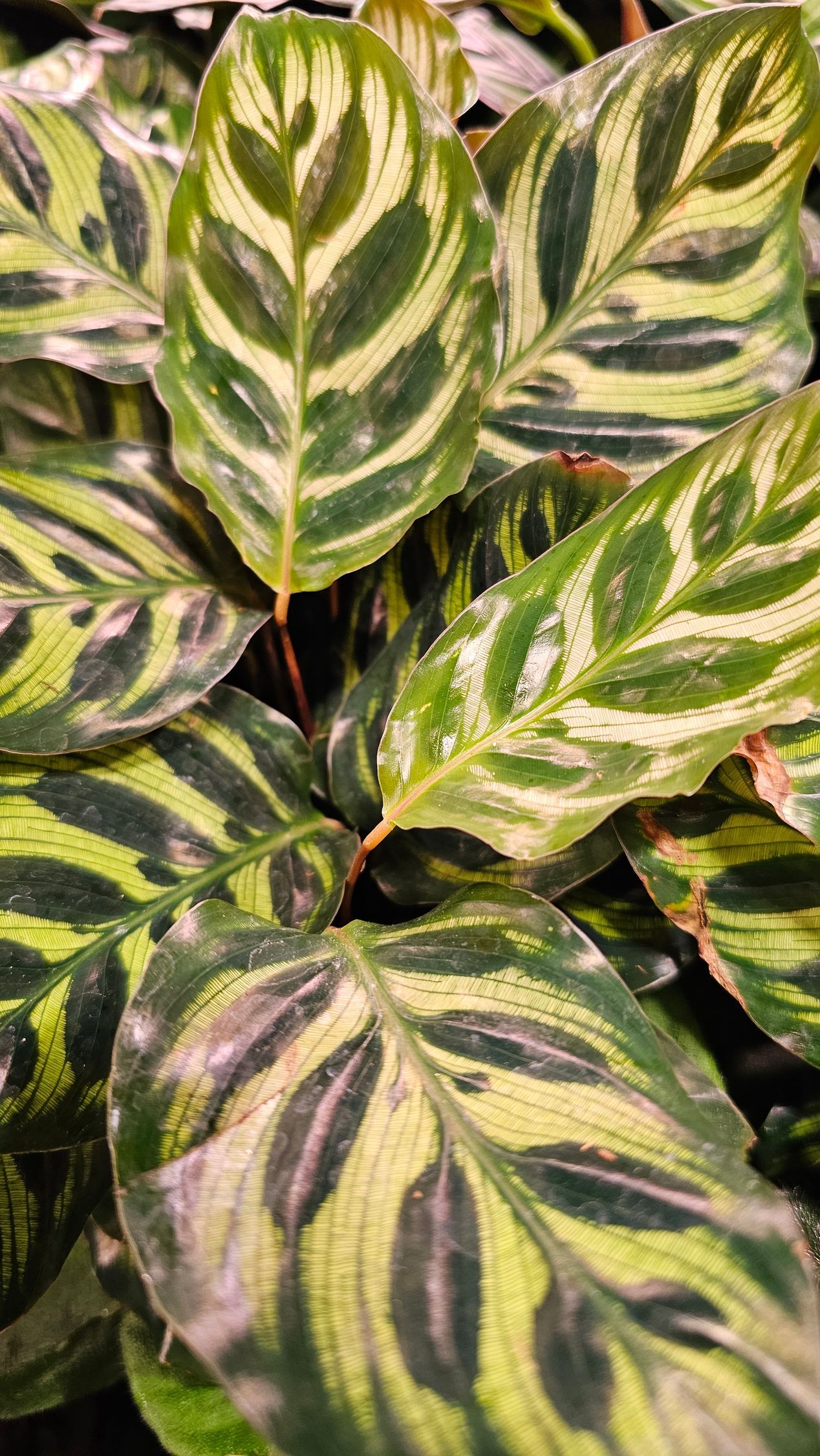 Calathea plant with green and cream striped leaves.