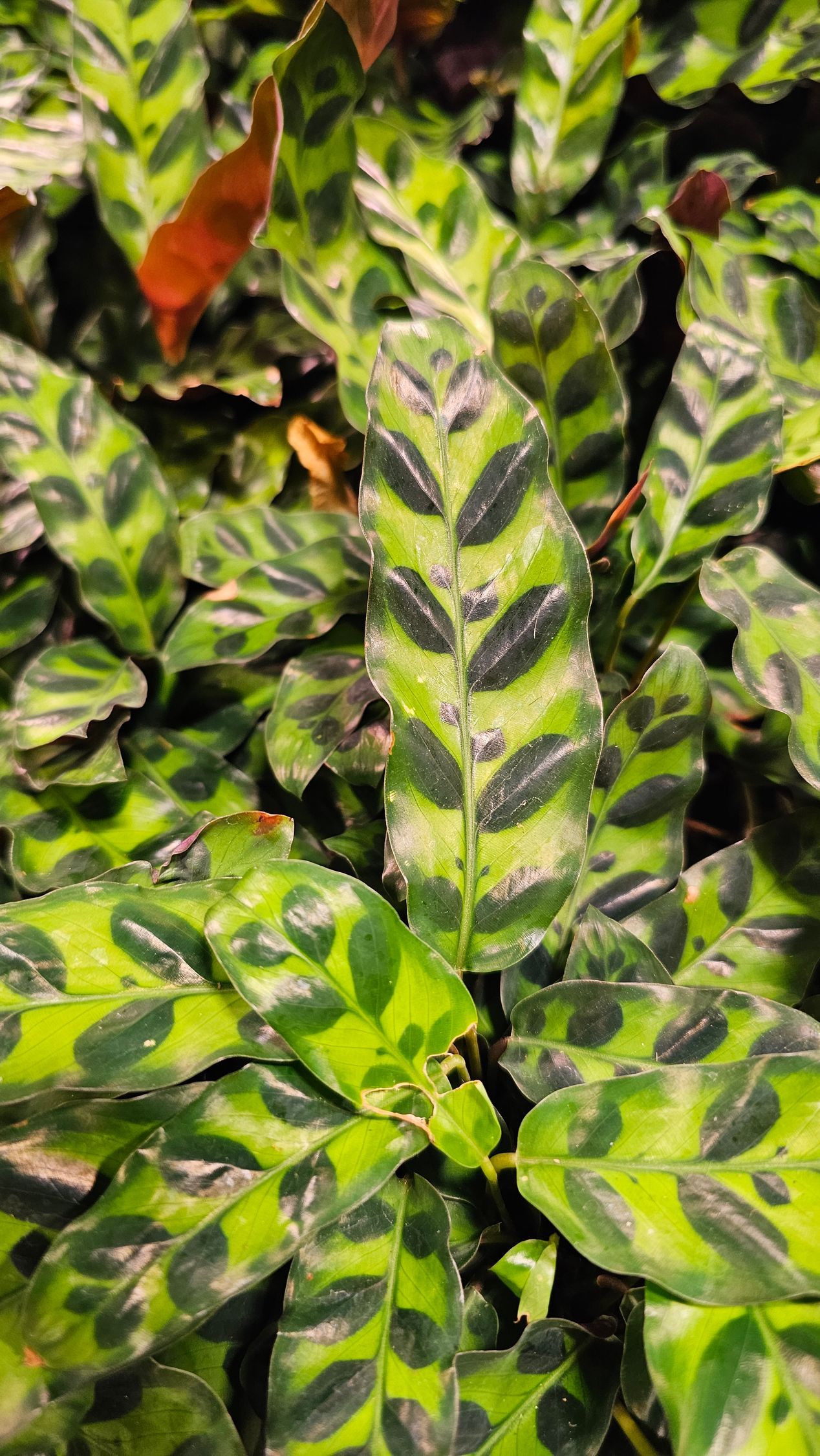 Green and patterned Calathea plant with dark green markings and light green background.