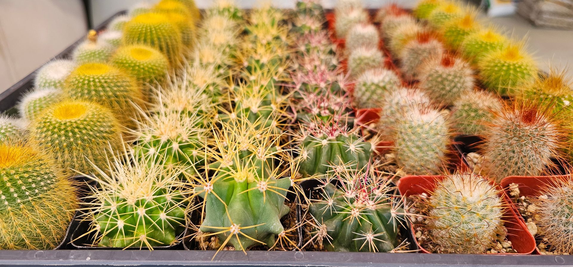 Tray of various cacti, ranging in color from green to yellow.