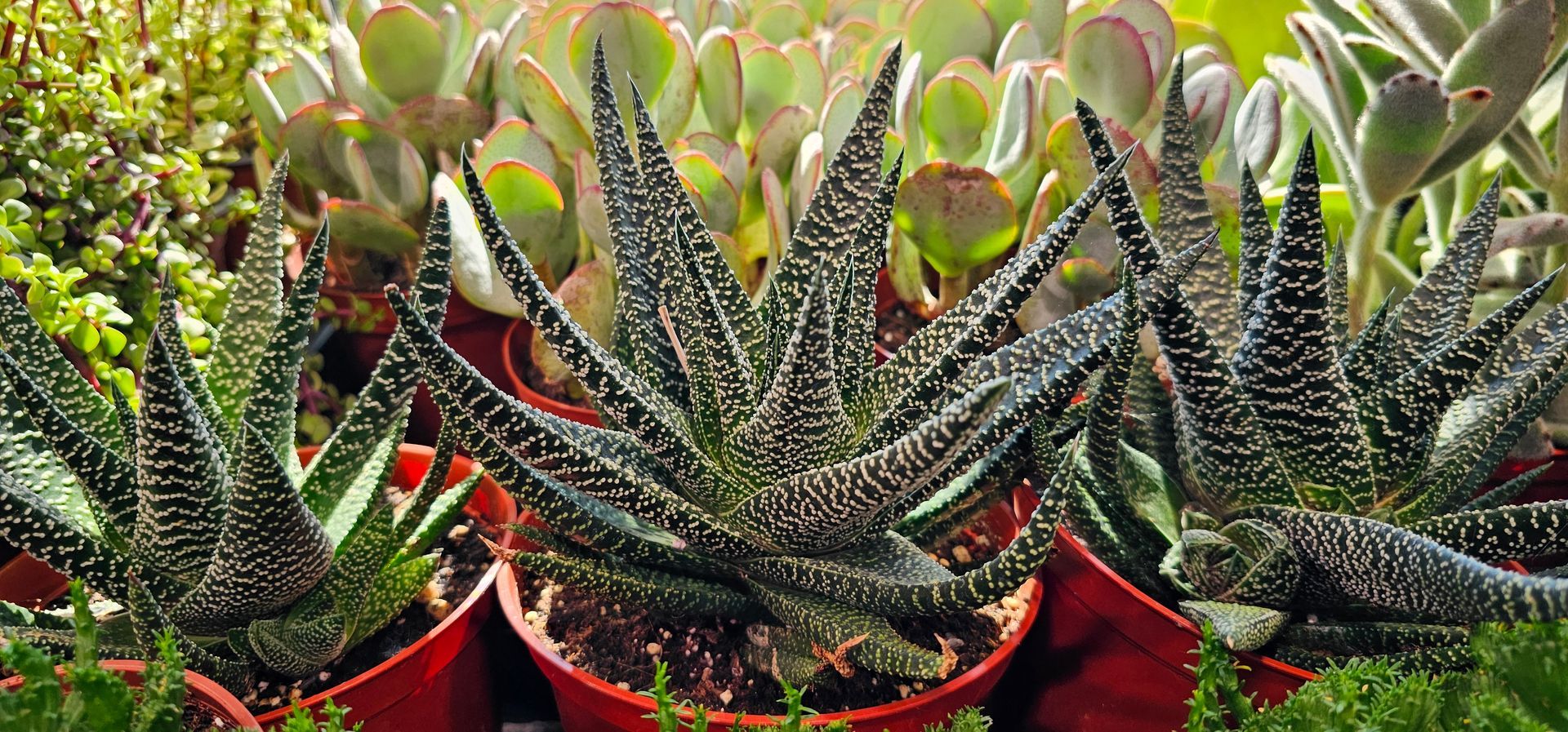 Succulents with patterned leaves in red pots. Other succulents in background.