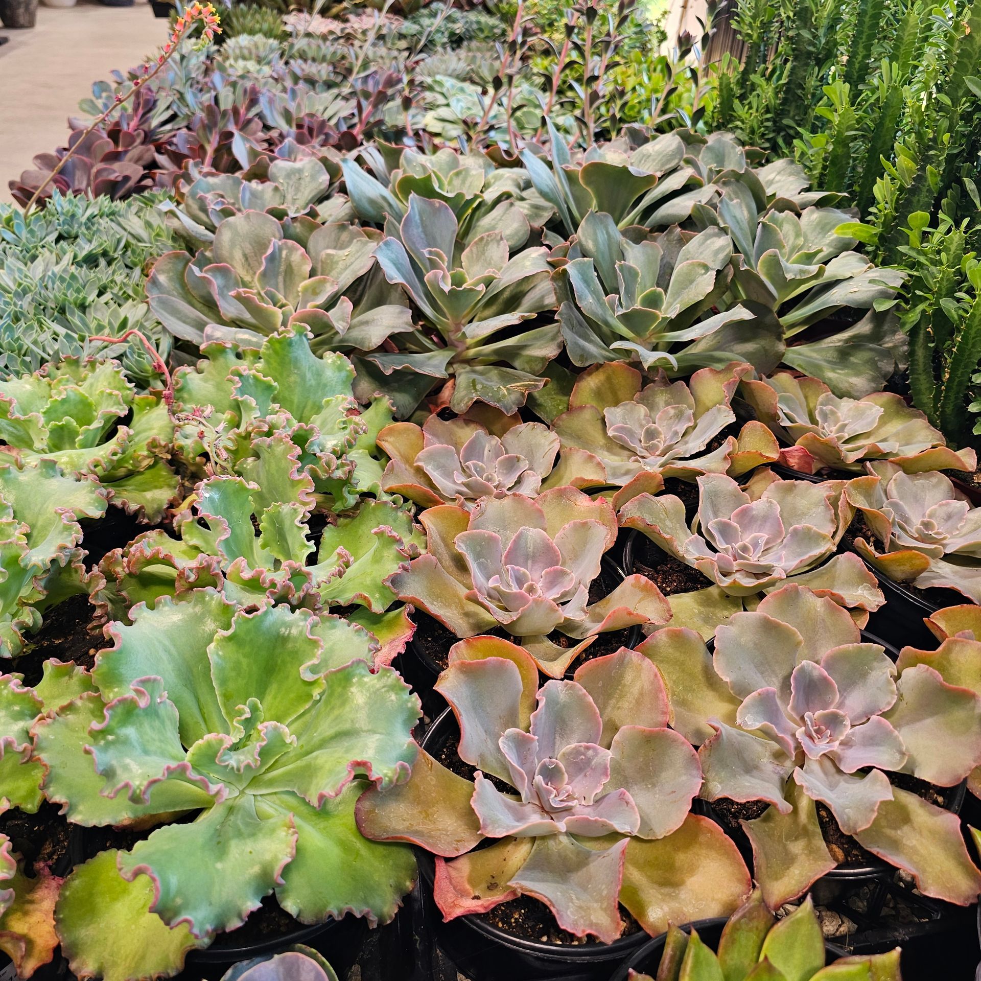 Assorted succulents in pots, varying in color from green to purple with textured leaves, outdoors.