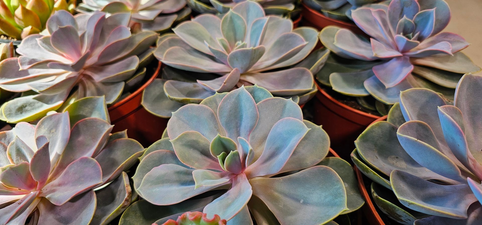 Close-up of a collection of potted succulents with thick, rounded leaves in shades of green and purple.