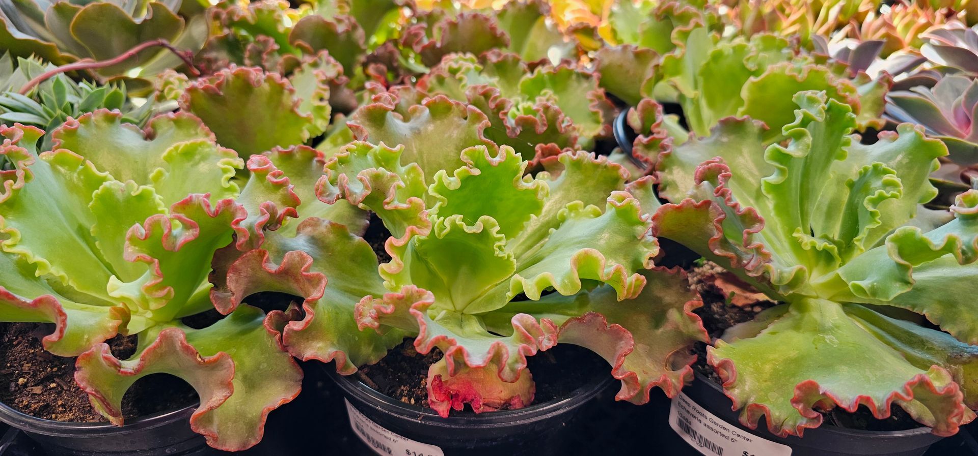 Green succulents with frilly edges and red highlights in black pots.