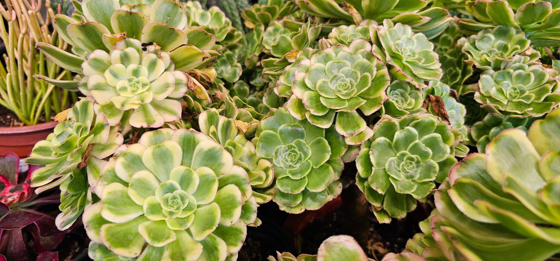 Close-up of a cluster of green and yellow succulent plants, with rosettes of leaves.