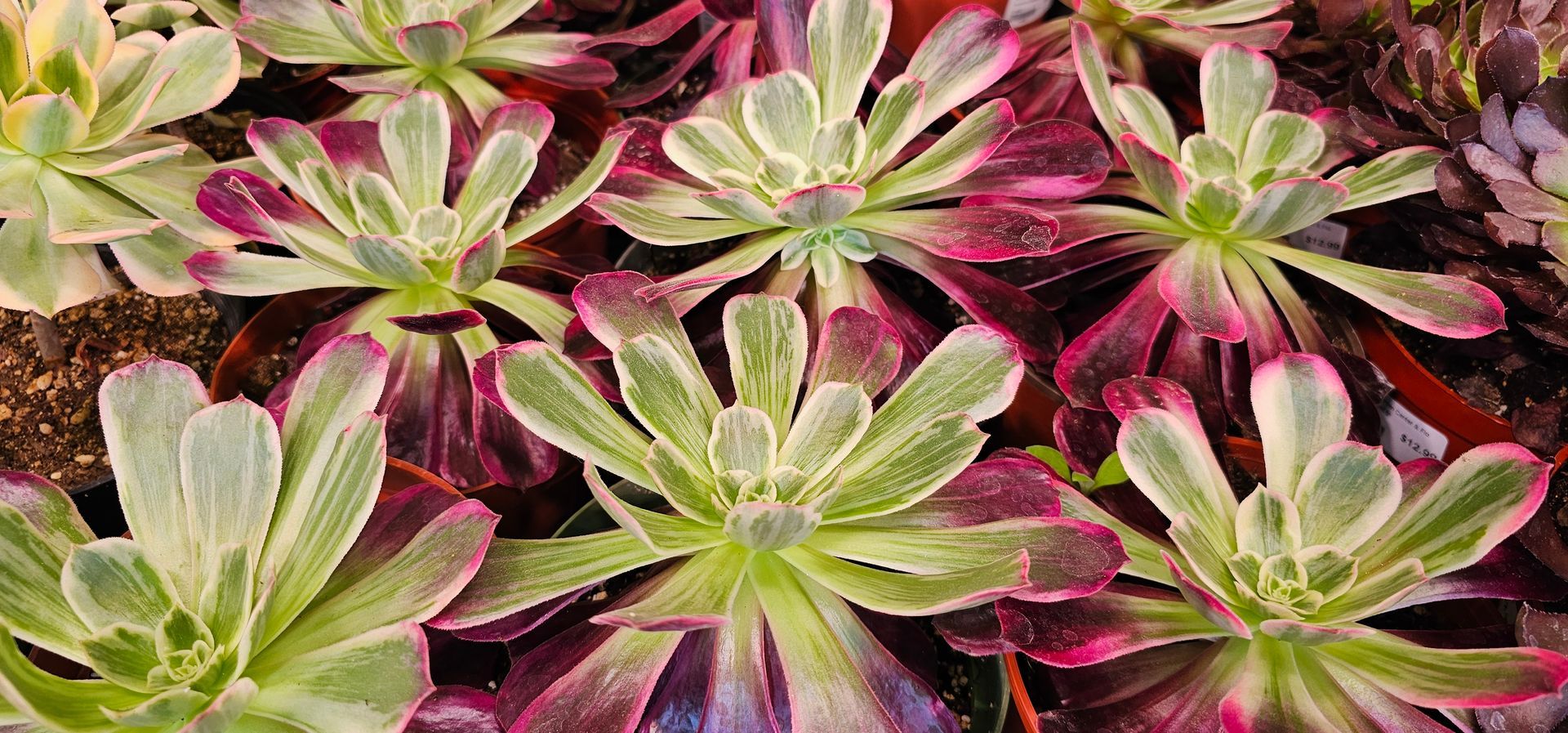 Close-up of colorful succulent plants with green, pink, and purple leaves.