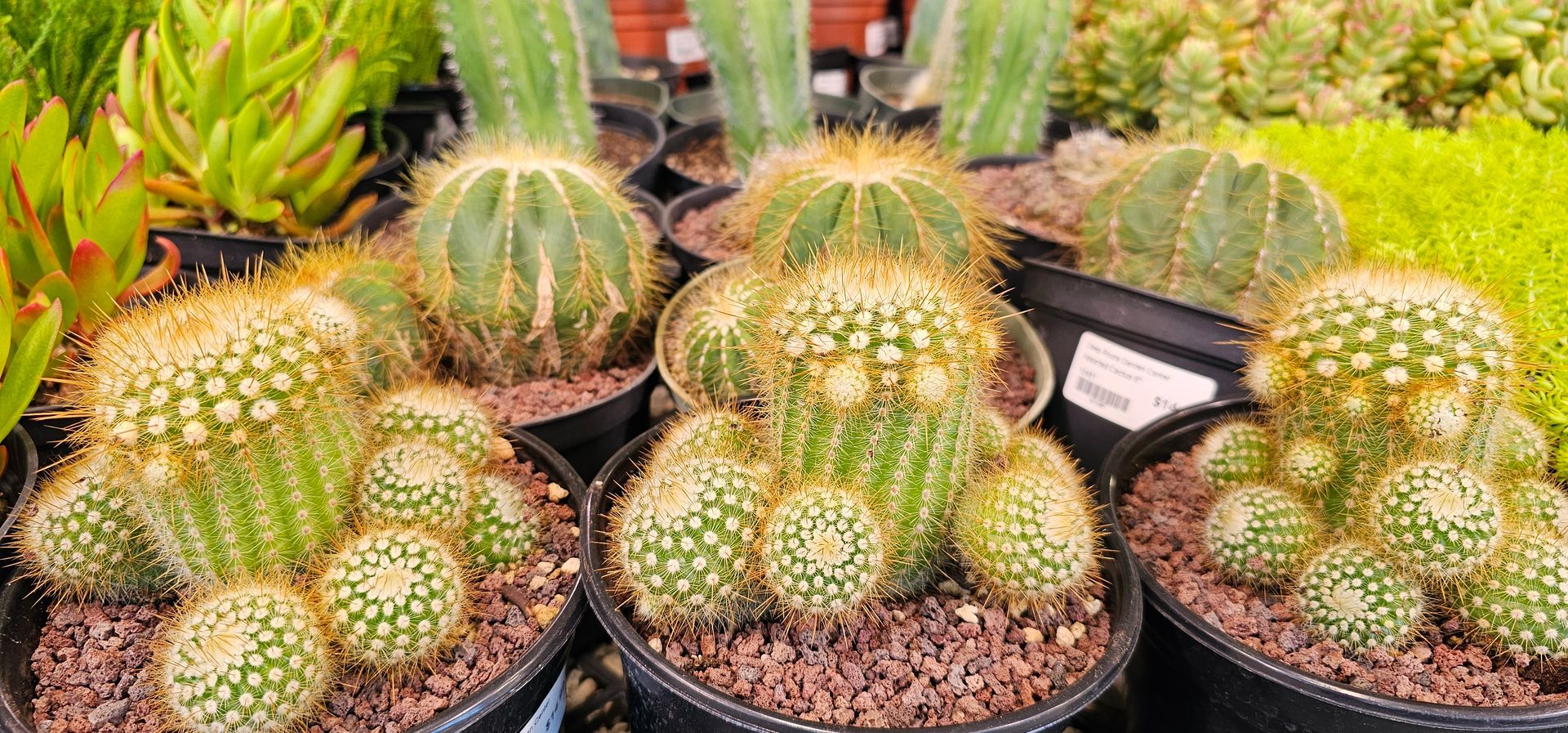 Close-up of multiple cactus plants in pots, arranged together, with green and yellow hues.