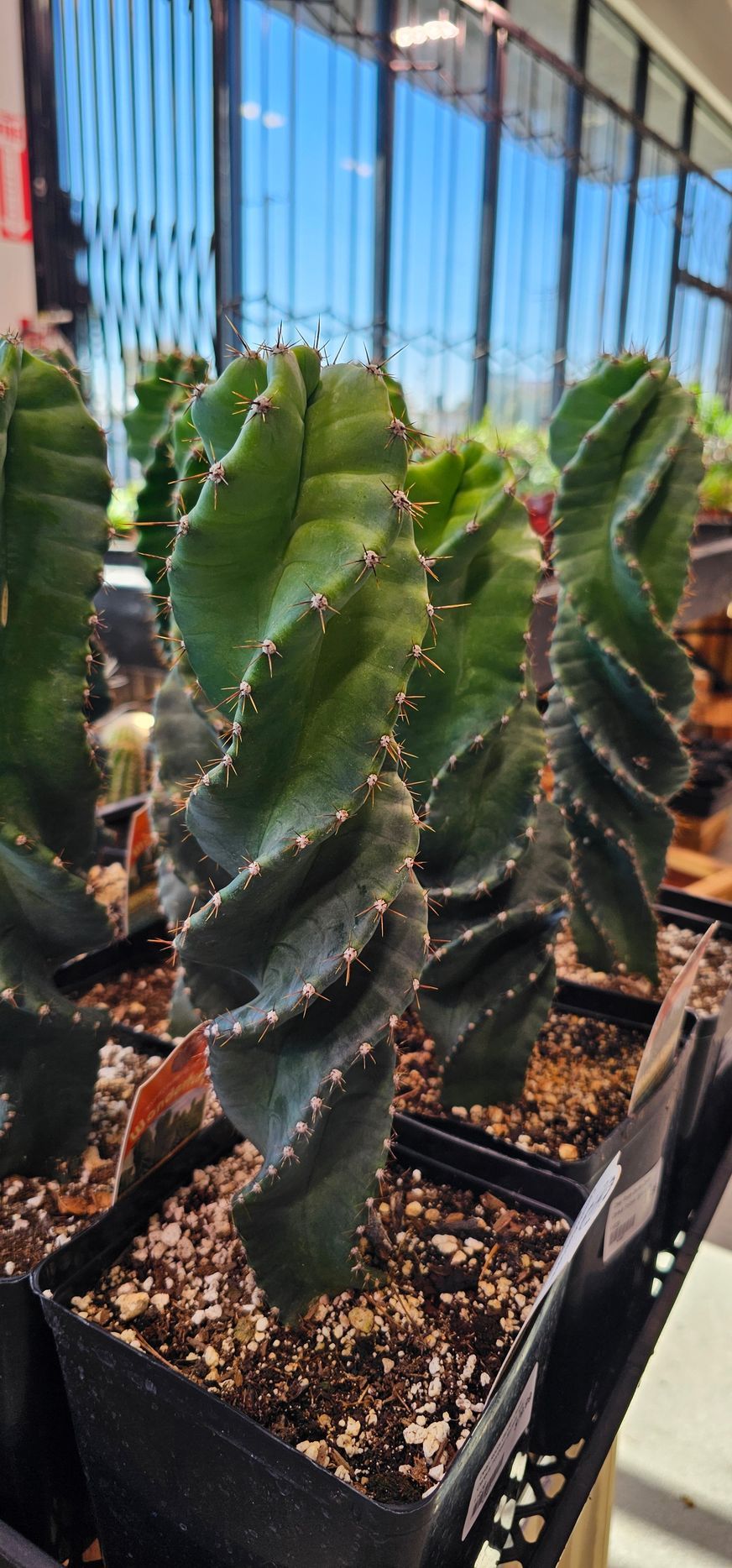 Close-up of a group of spiral-shaped cacti in black pots; natural light.