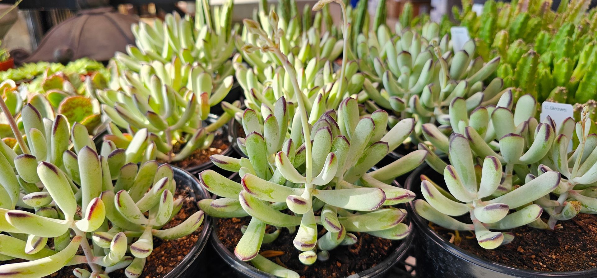 Succulent plants in black pots; light green leaves with brown edges, arranged in a group.