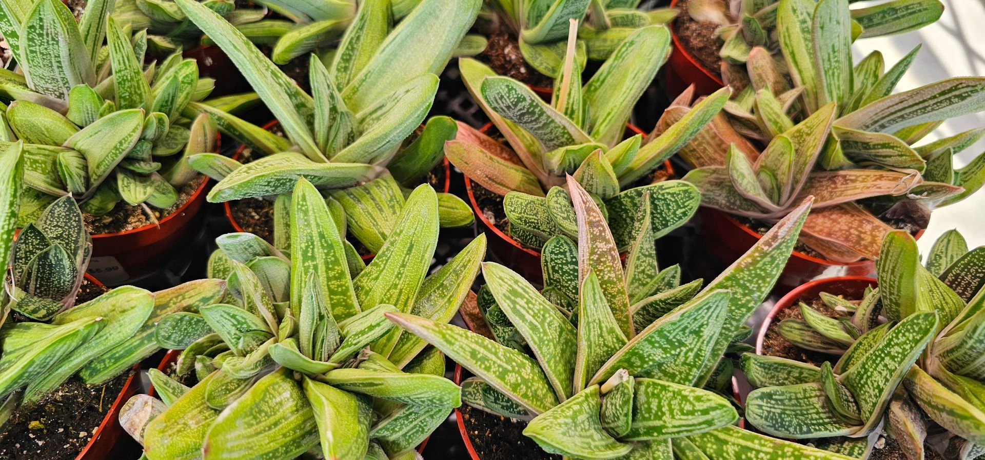Close-up of several Gasteria succulent plants in small pots; green leaves with white patterns and reddish tips.