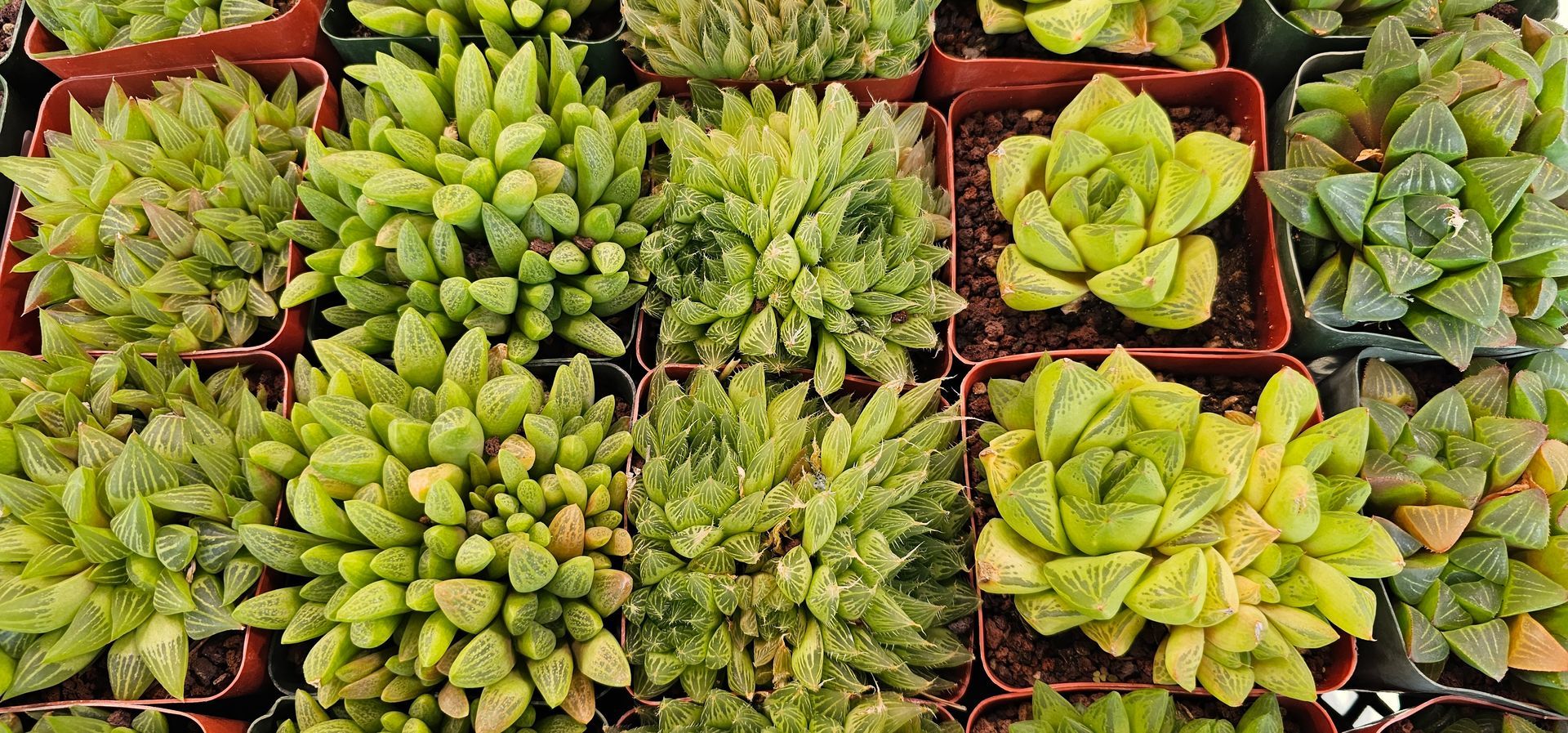 Close-up of numerous potted green succulents.