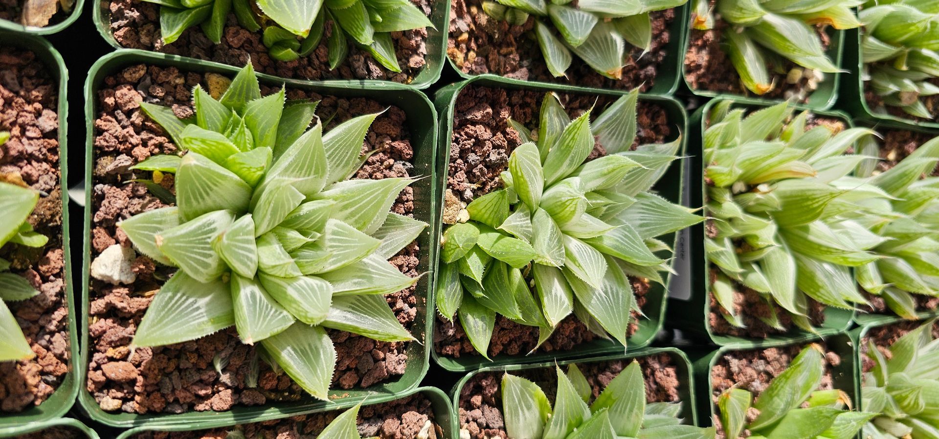 Close-up of several potted succulent plants, green leaves, brown soil, green pots.