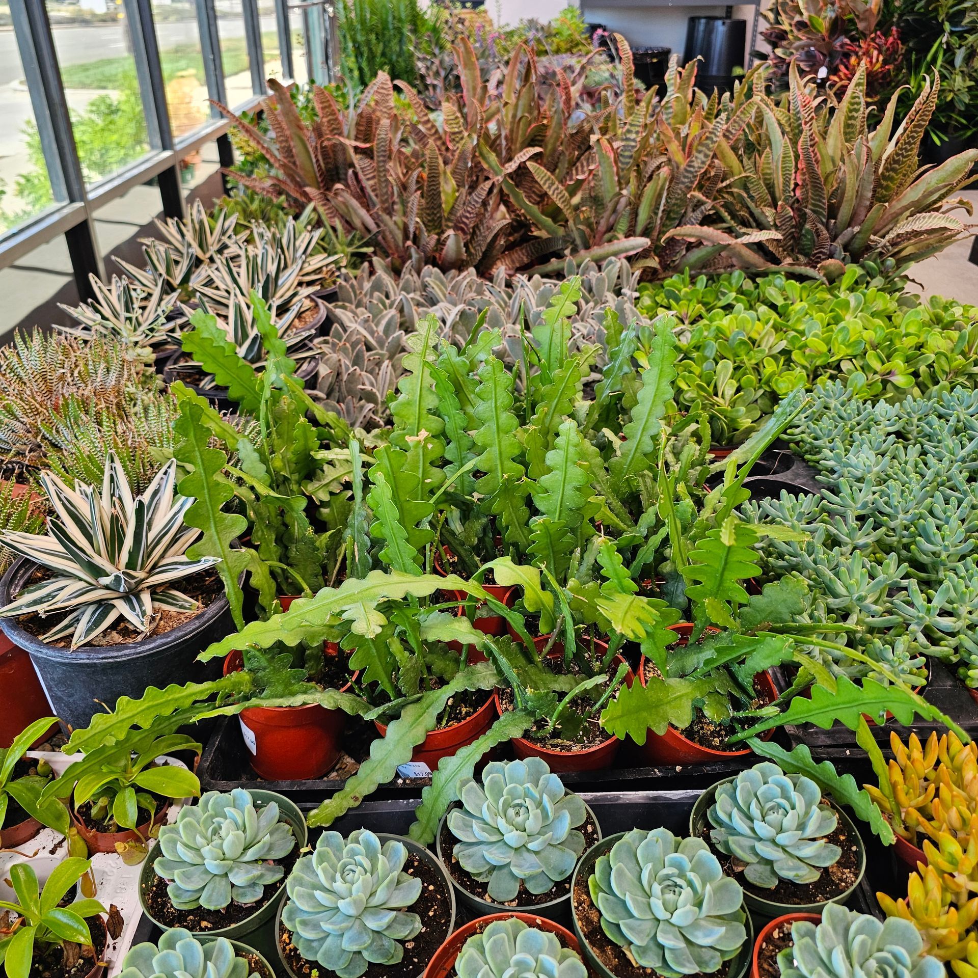 Variety of succulents in pots on display at a garden center.