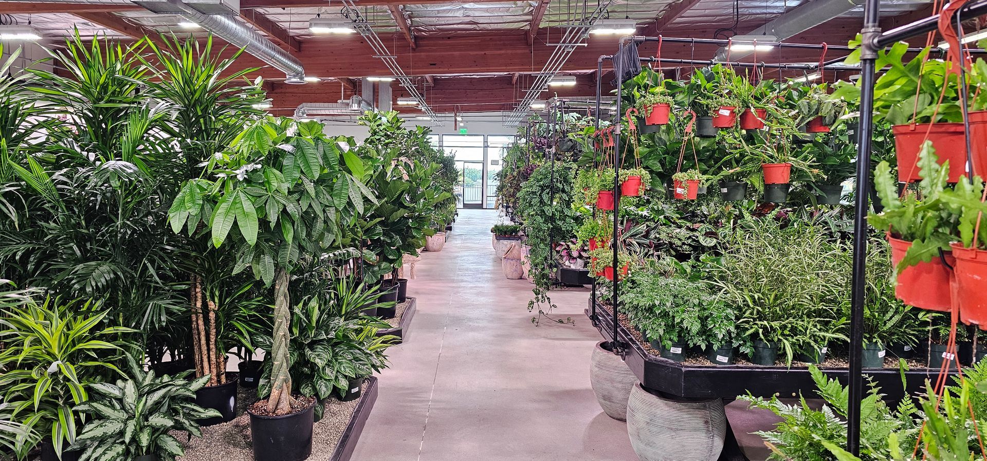 A long aisle in a plant store. Lush green plants are arranged on both sides with hanging pots and large floor plants.