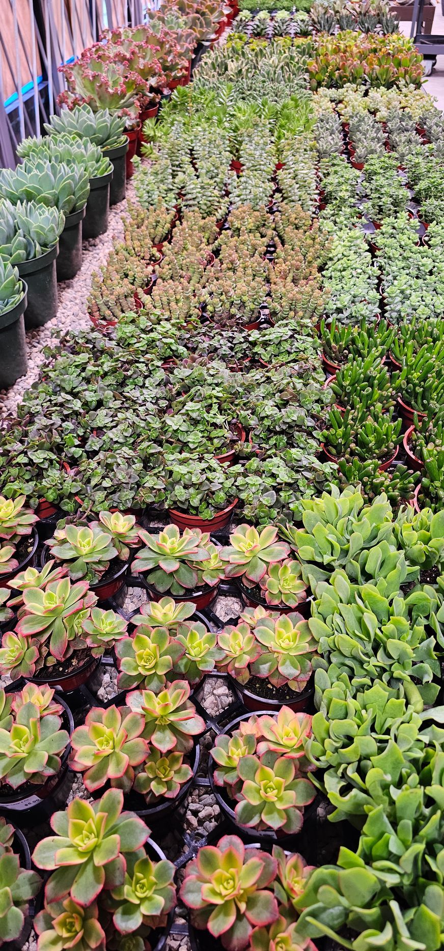 Rows of potted succulents in various colors at a nursery.