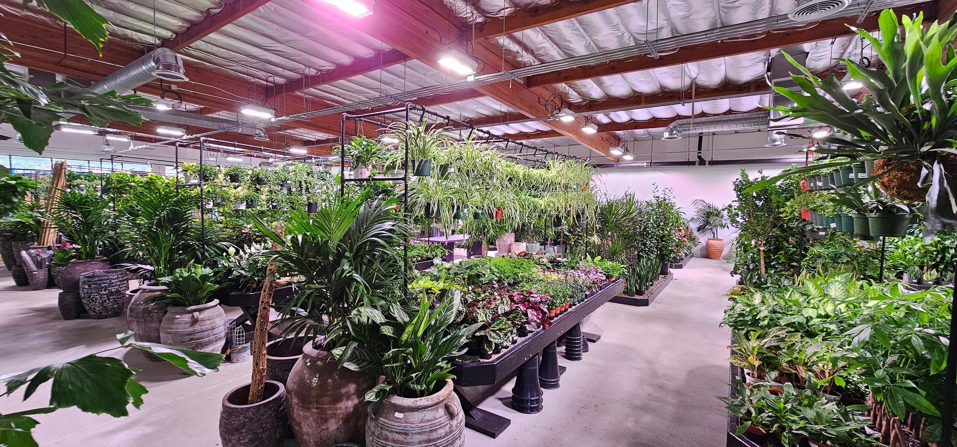 A greenhouse filled with lush greenery, various plants in pots and beds under a bright ceiling, indoor.