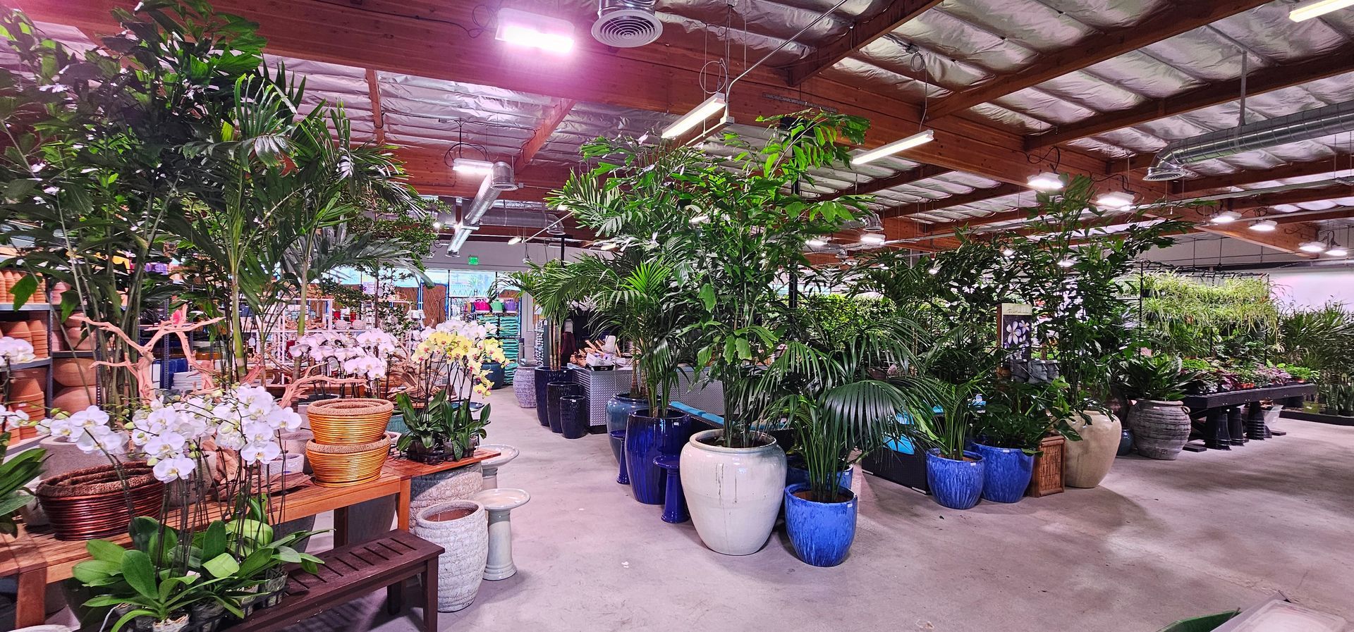 Interior of a plant shop with a variety of potted plants, including trees and flowers.