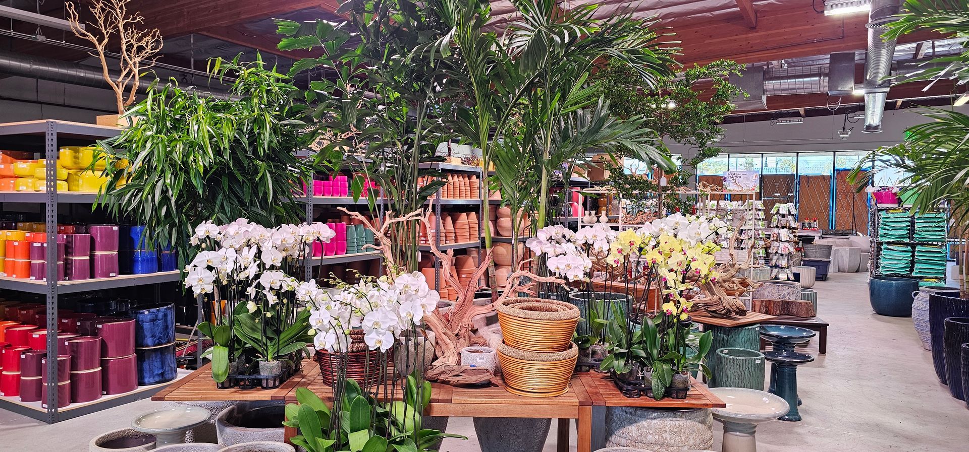 Interior of a lush plant store with orchids, greenery, colorful pots, and a wooden table.