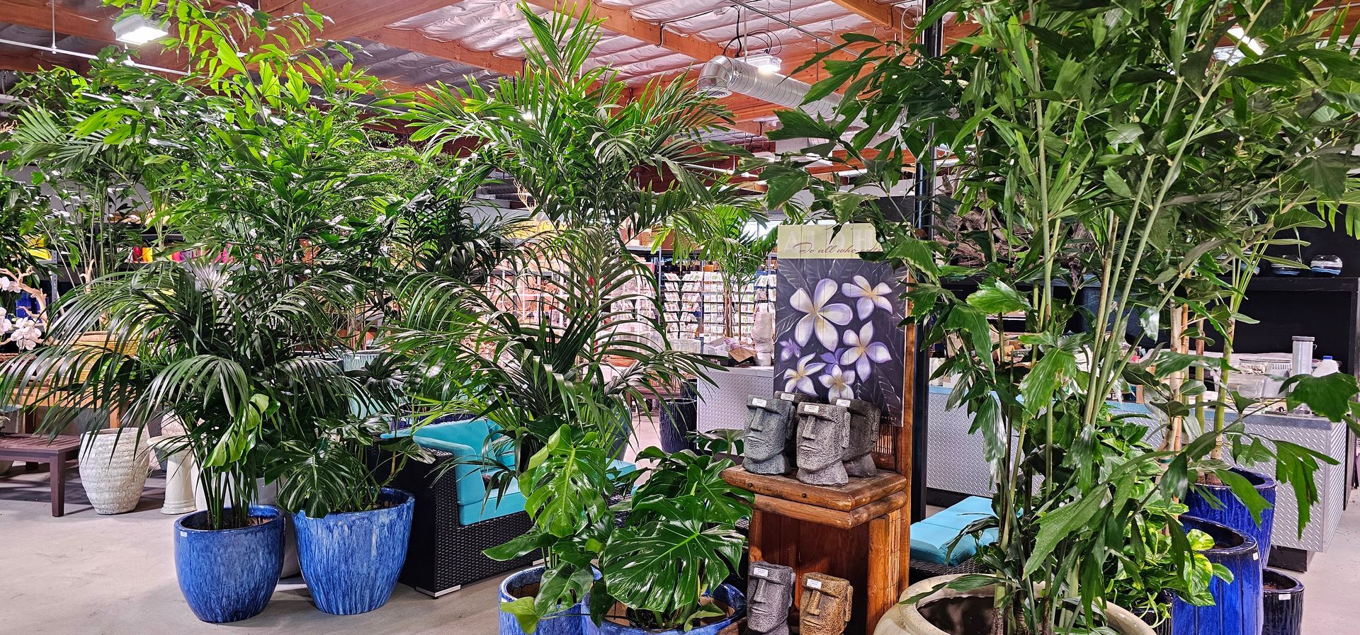 Plants in blue pots, displayed inside a large store or greenhouse.