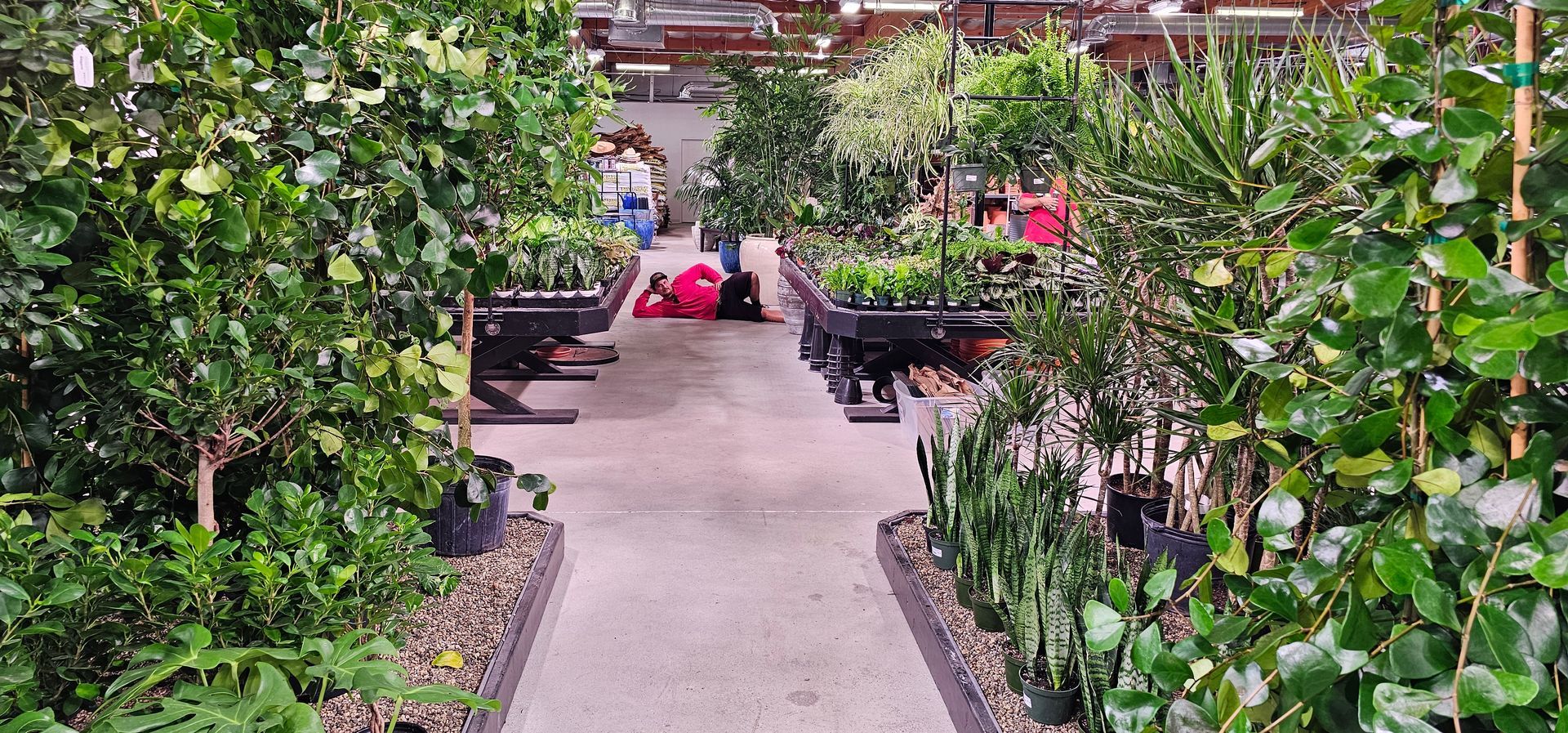 Aisle of plants in a garden center with a person tending them.