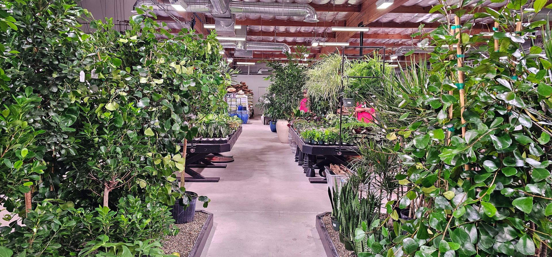 Inside a greenhouse, a pathway is flanked by rows of lush green plants and trees, leading toward distant figures.