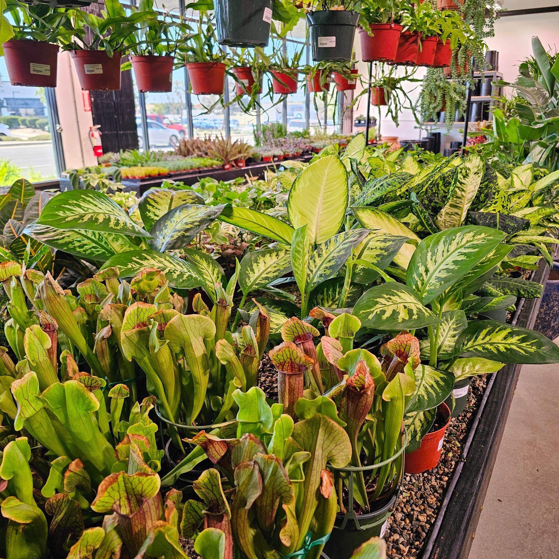 A plant nursery filled with various green leafy plants, in pots, indoors.