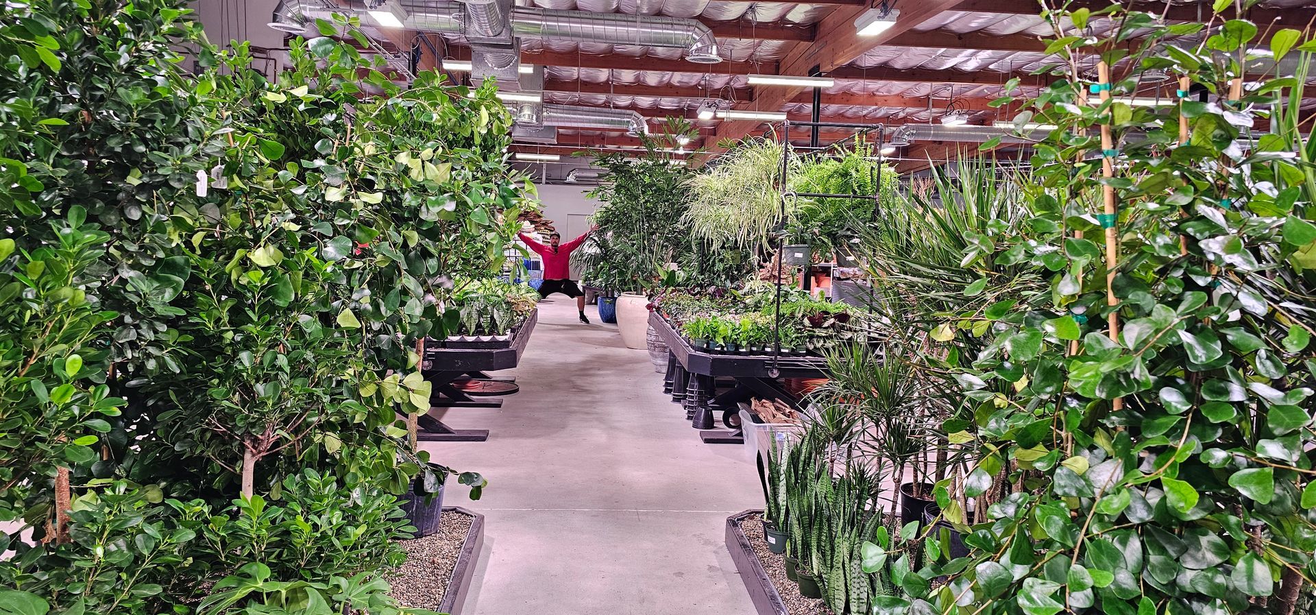 Rows of green plants in a greenhouse. A person wearing a red shirt is in the background.
