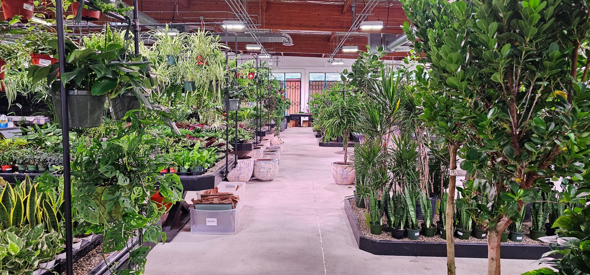 A plant nursery interior with rows of various green plants, and a clear central path.