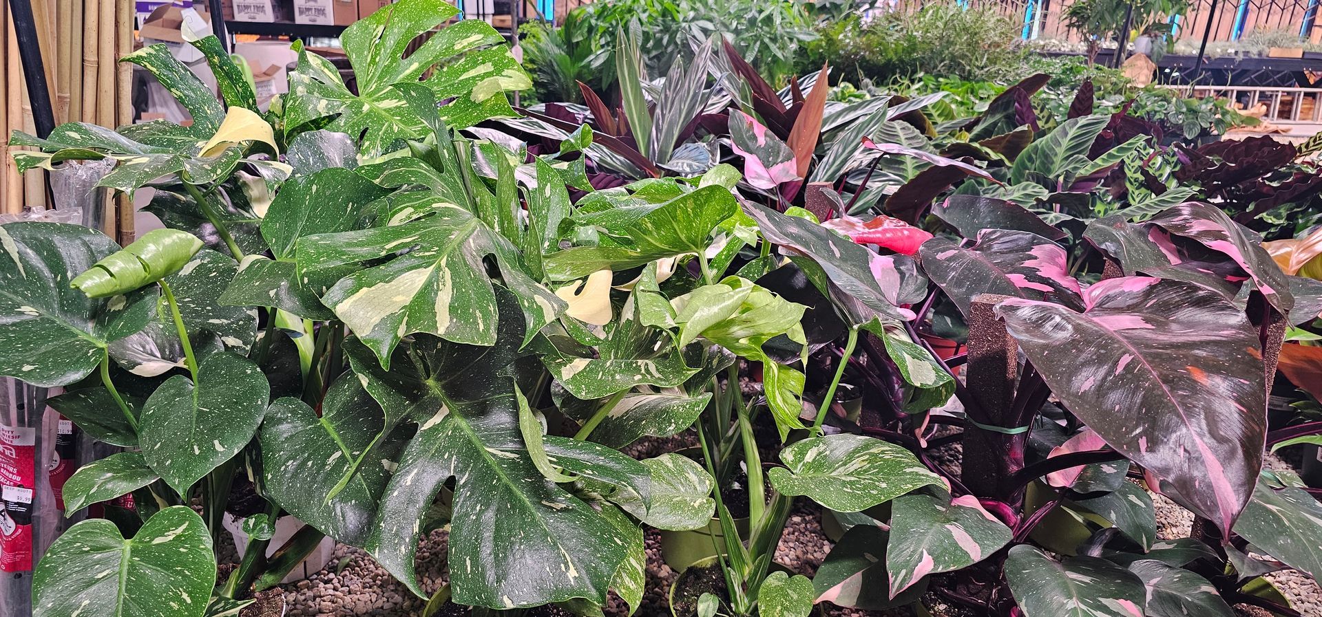 Various potted plants with speckled green and pink leaves.