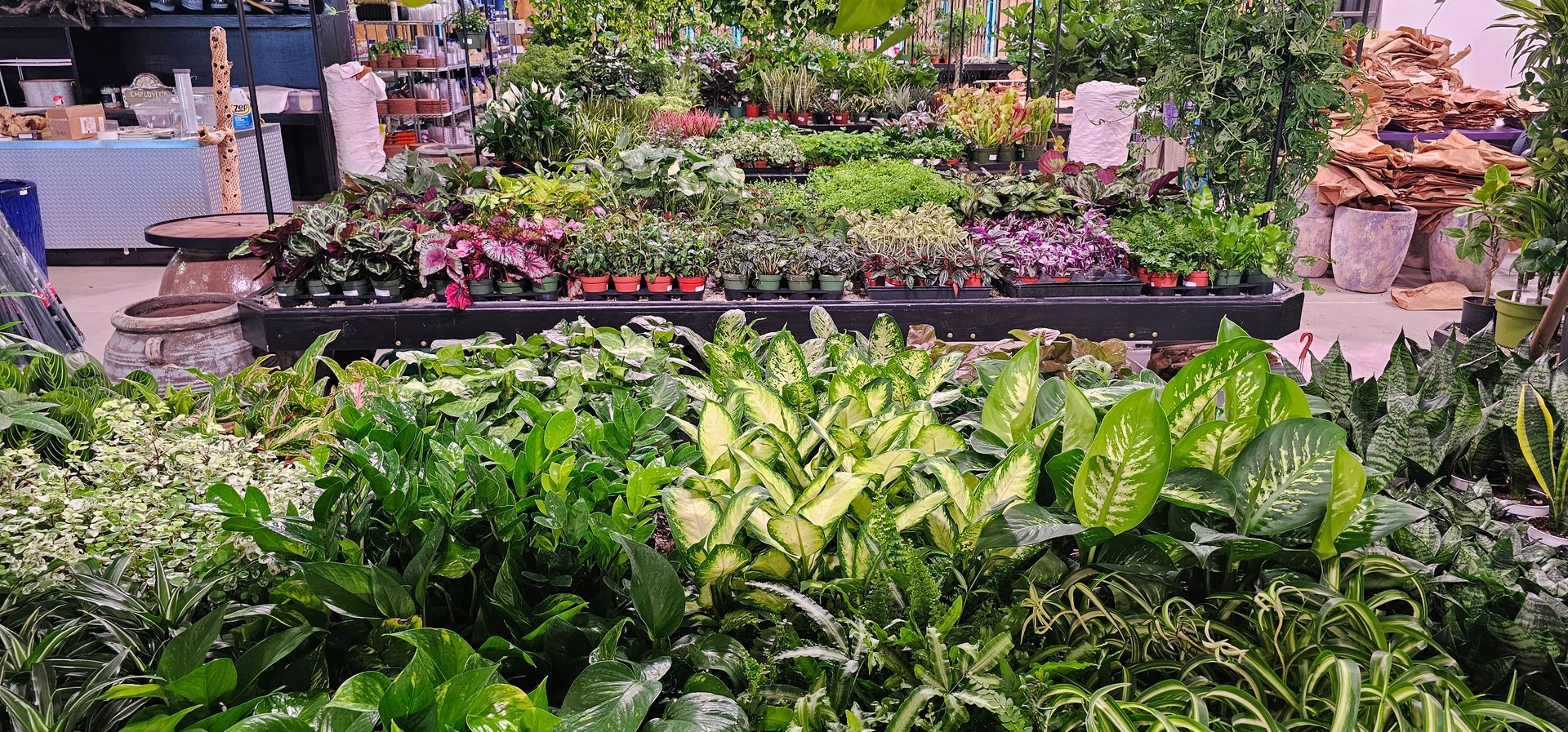 A plant shop showcasing various potted plants arranged on shelves, with lush greenery in the foreground.