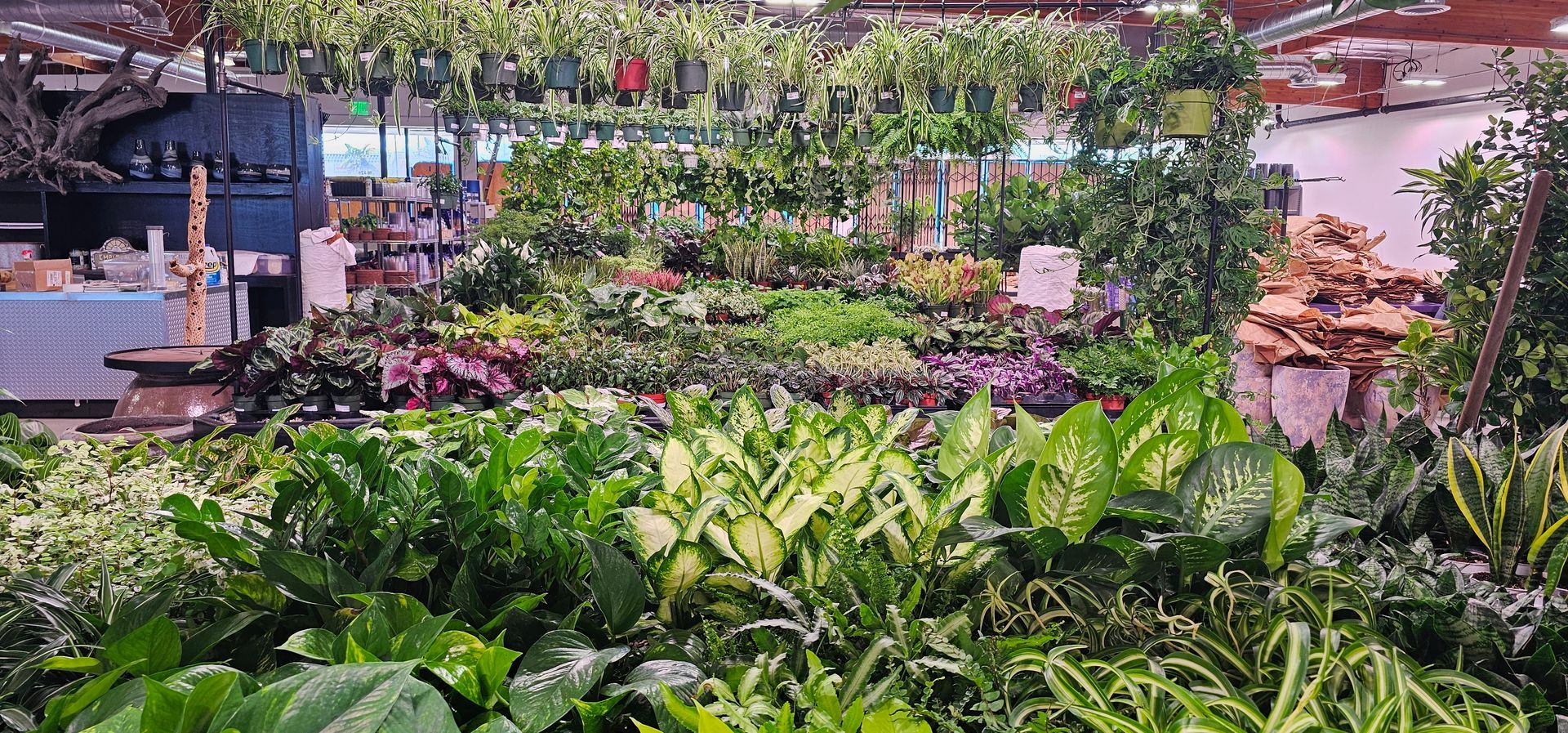 A plant shop with rows of green plants and hanging baskets.