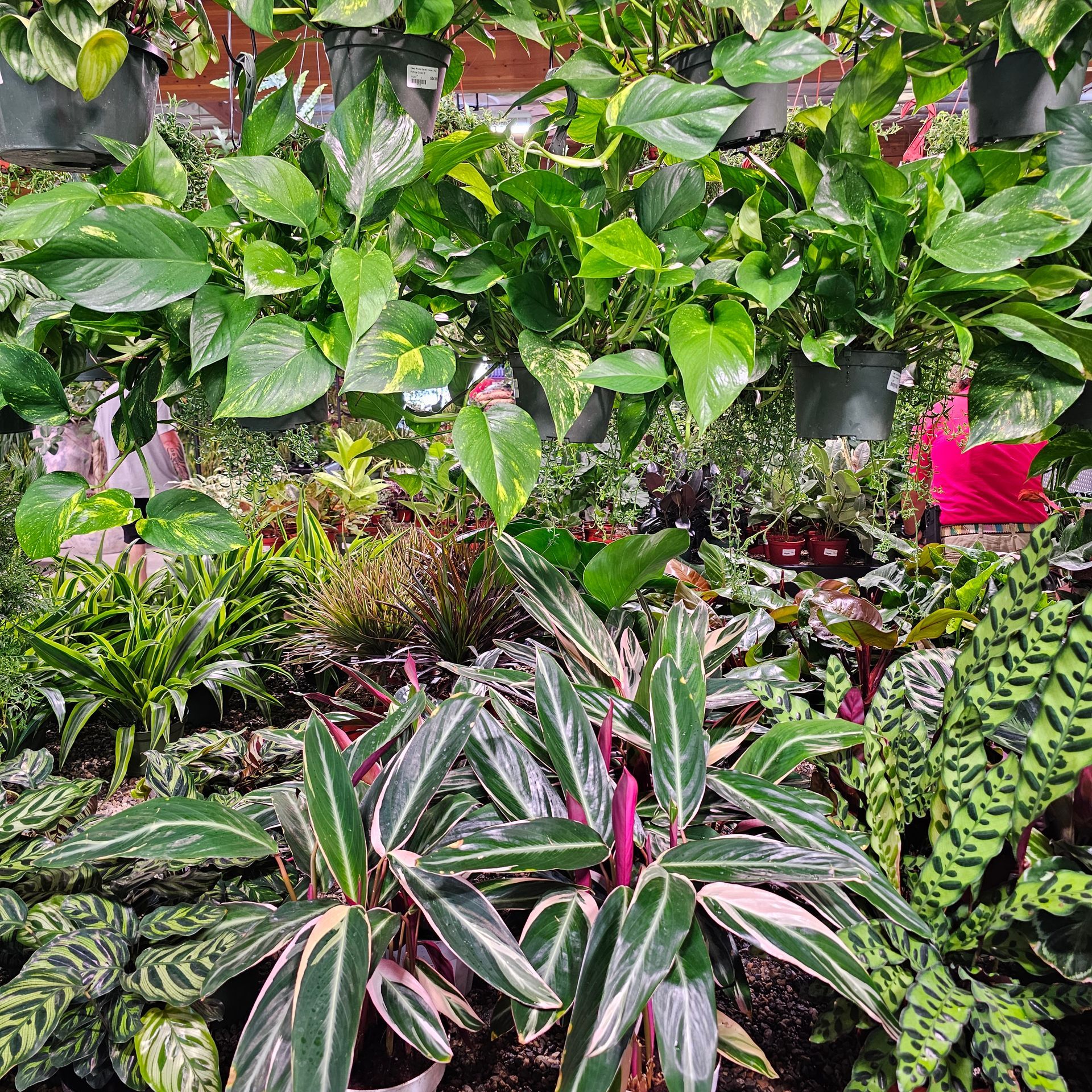Variety of lush green houseplants in a nursery setting. Includes pothos, calathea, and more.