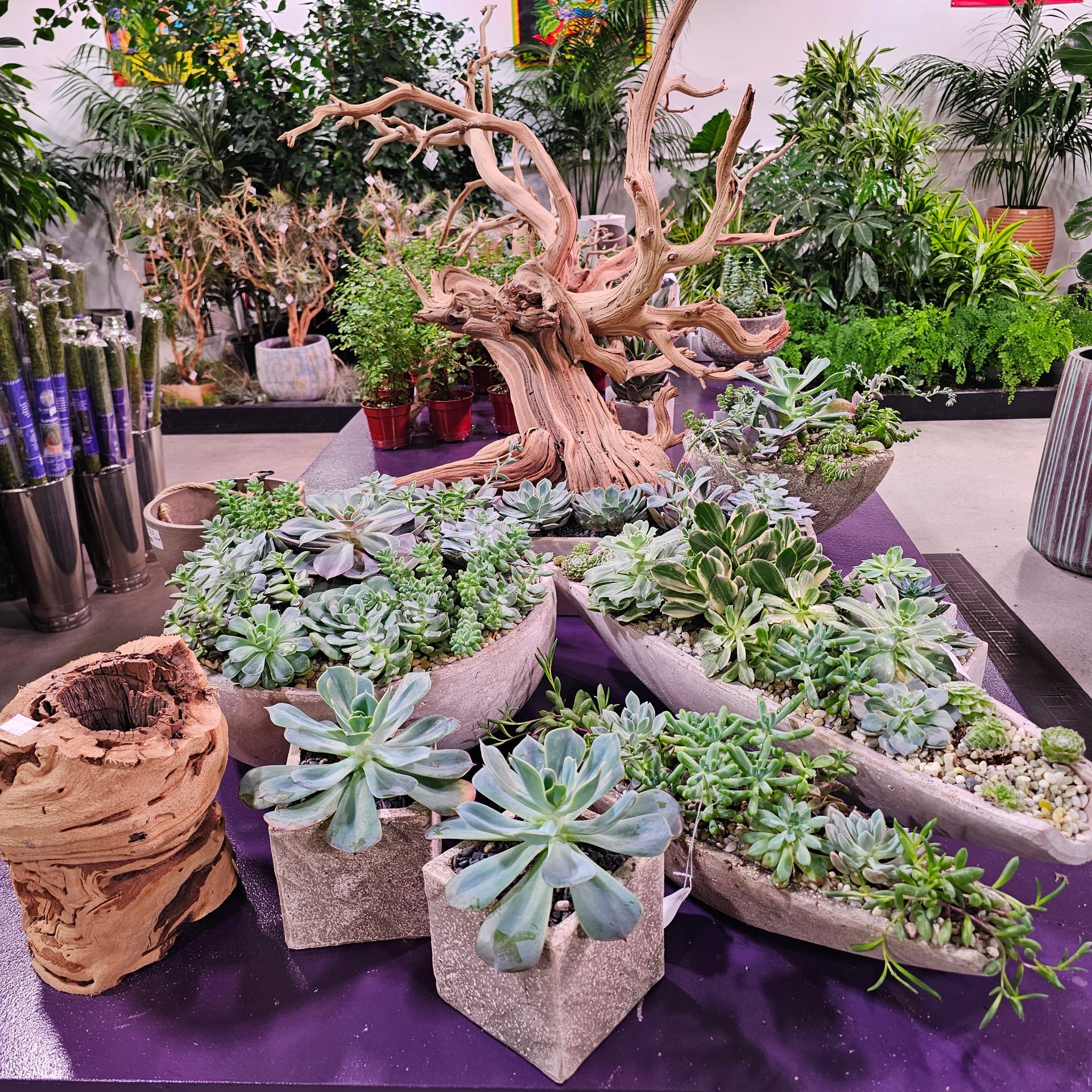 Succulents in various concrete planters, with a large, decorative driftwood piece, indoors.