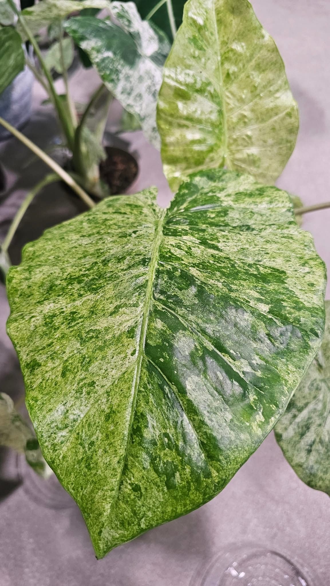 Alocasia Camouflage Alocasia Camouflage