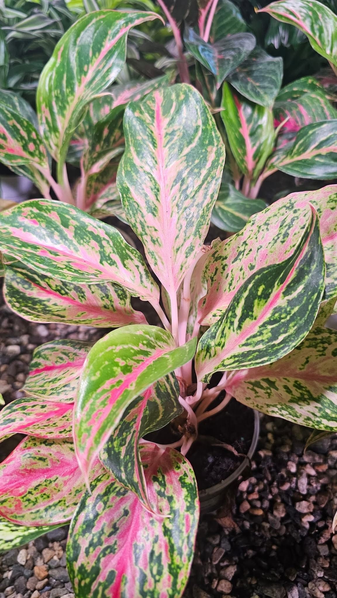 Aglaonema Dazzling Gem Aglaonema Dazzling Gem
