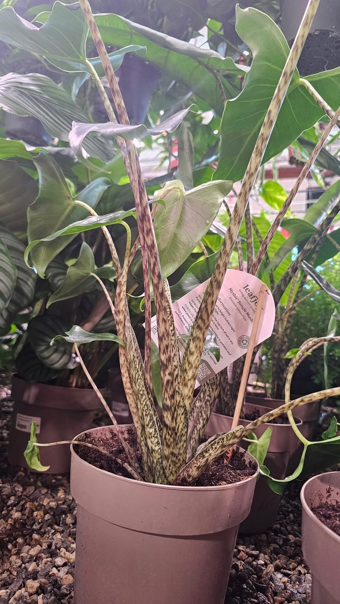 Alocasia Jungle Music Alocasia Jungle Music