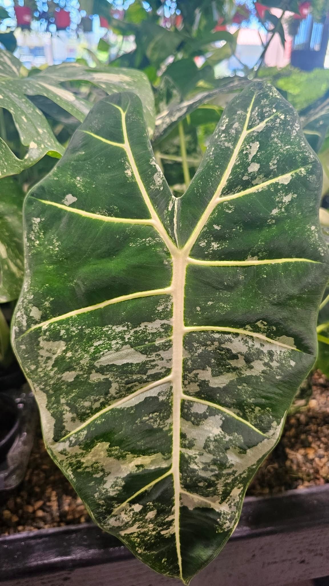Alocasia Variegated Frydek Alocasia Variegated Frydek