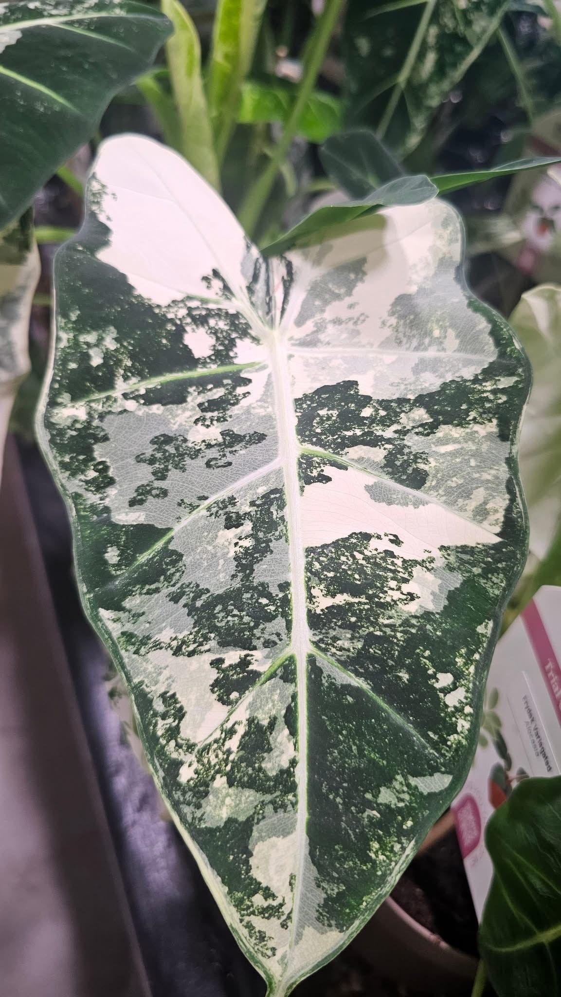 Alocasia Variegated Frydek Alocasia Variegated Frydek