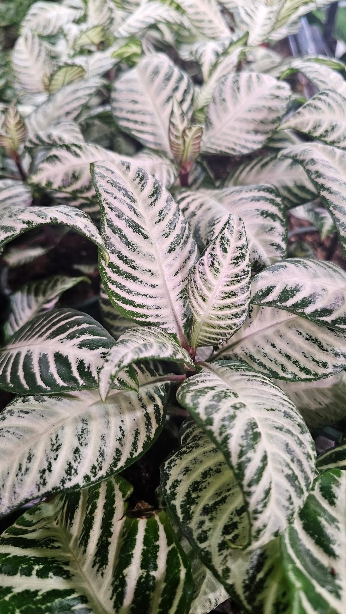 Aphelandra Ghost Aphelandra Ghost