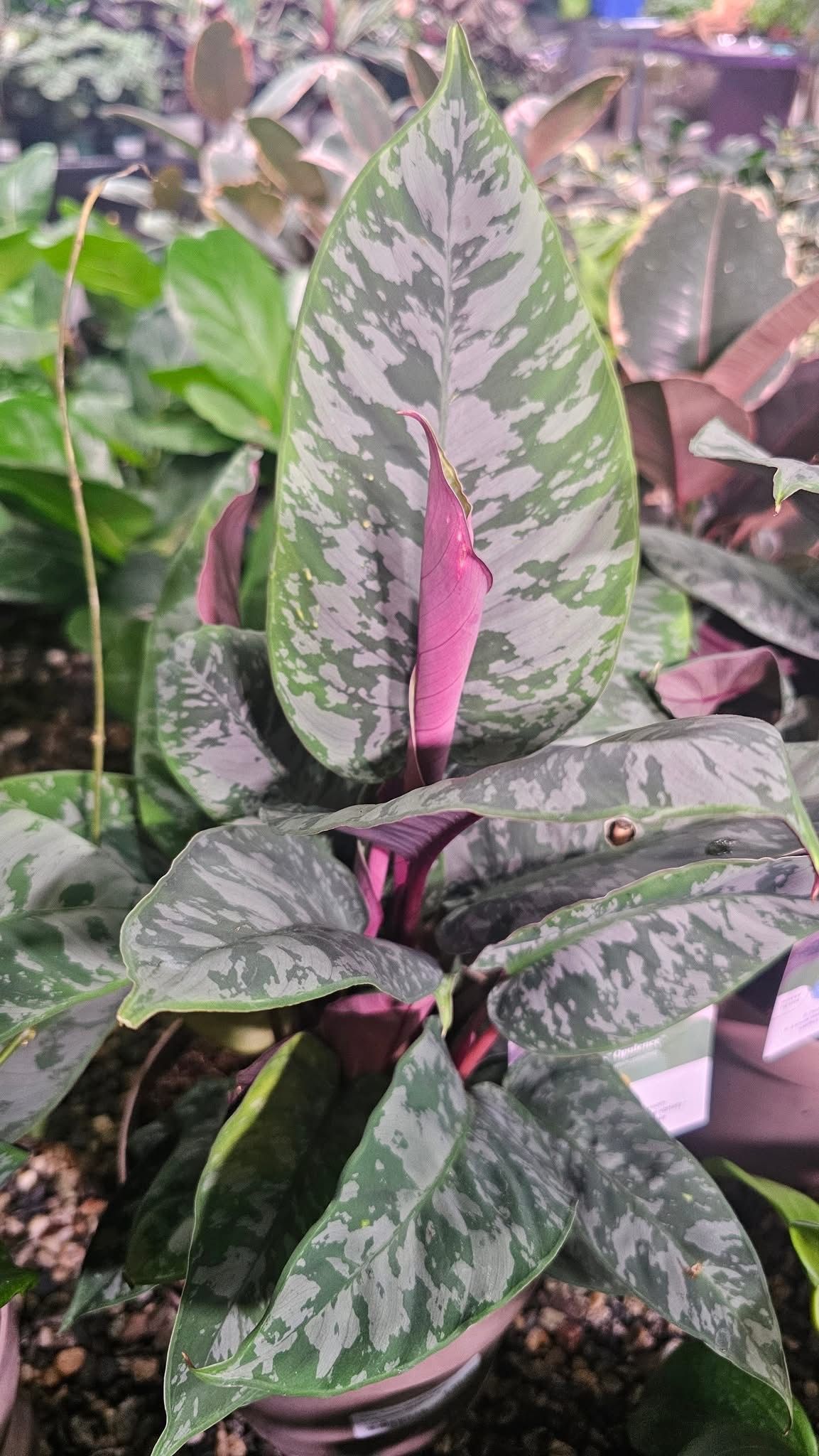 Apobalis Opulence Apobalis Opulence