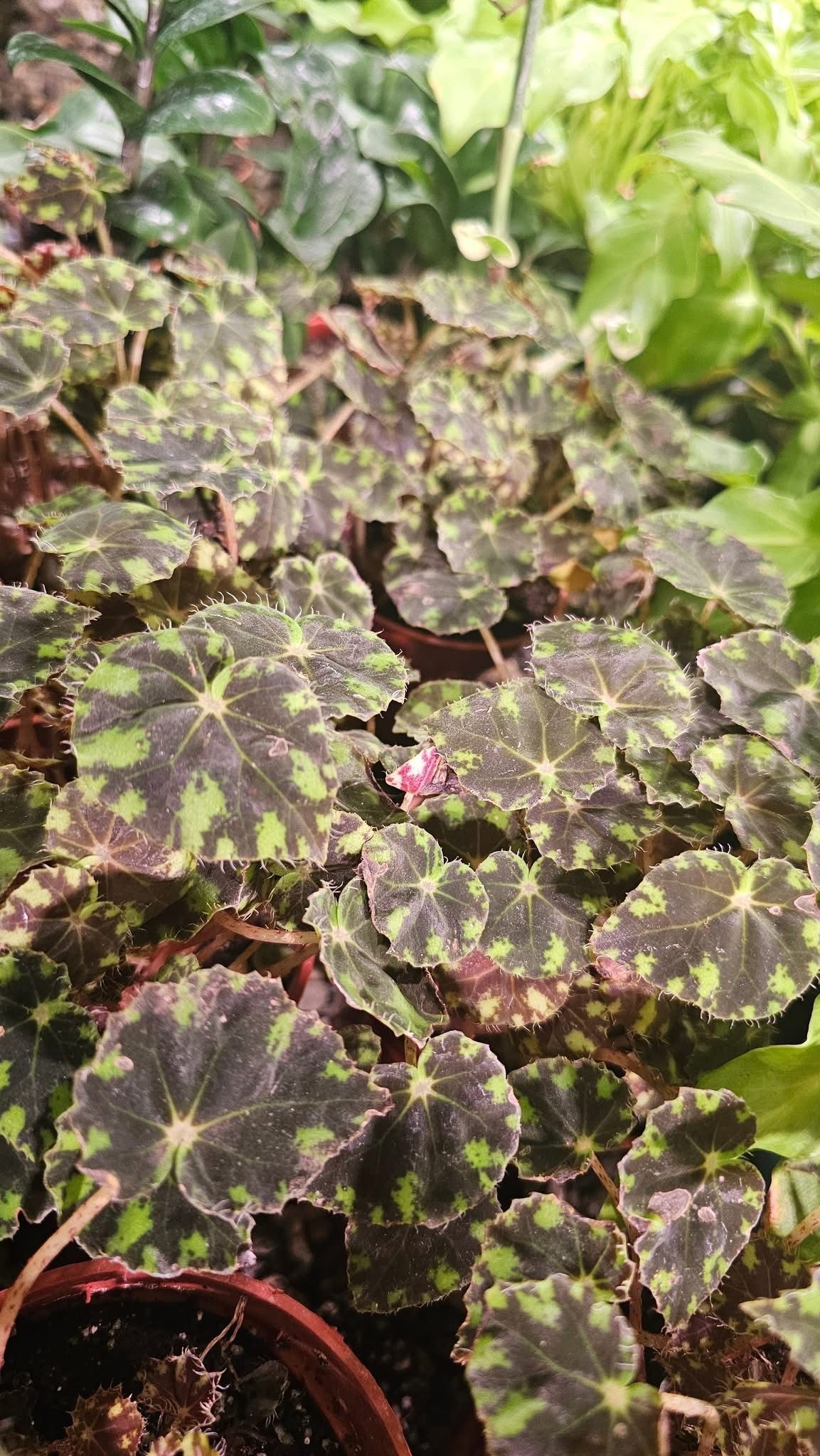 Begonia Tiger Paw Begonia Tiger Paw
