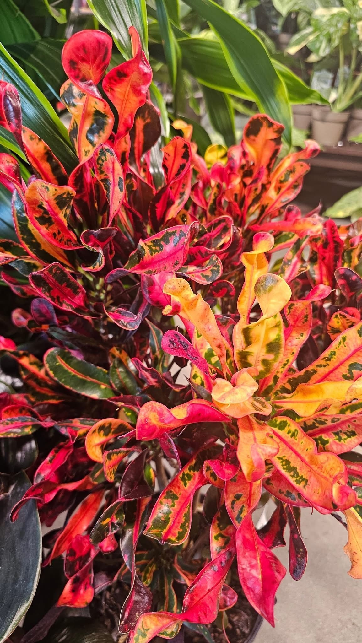 Croton Curly Croton Curly