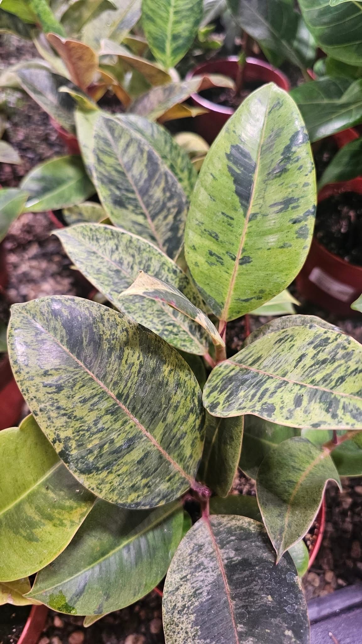 Ficus Moonshine Ficus Moonshine