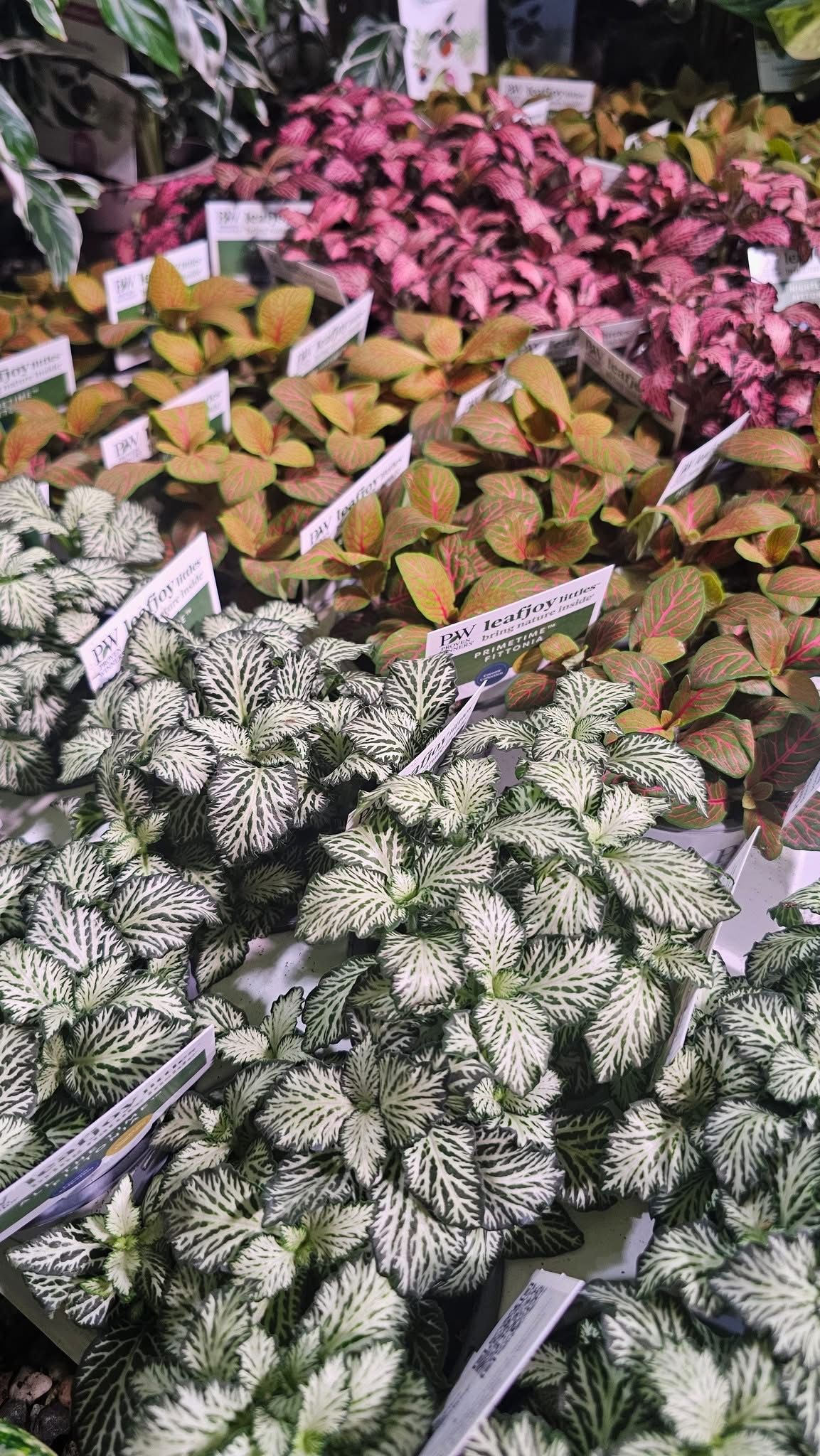 Fittonia Fittonia