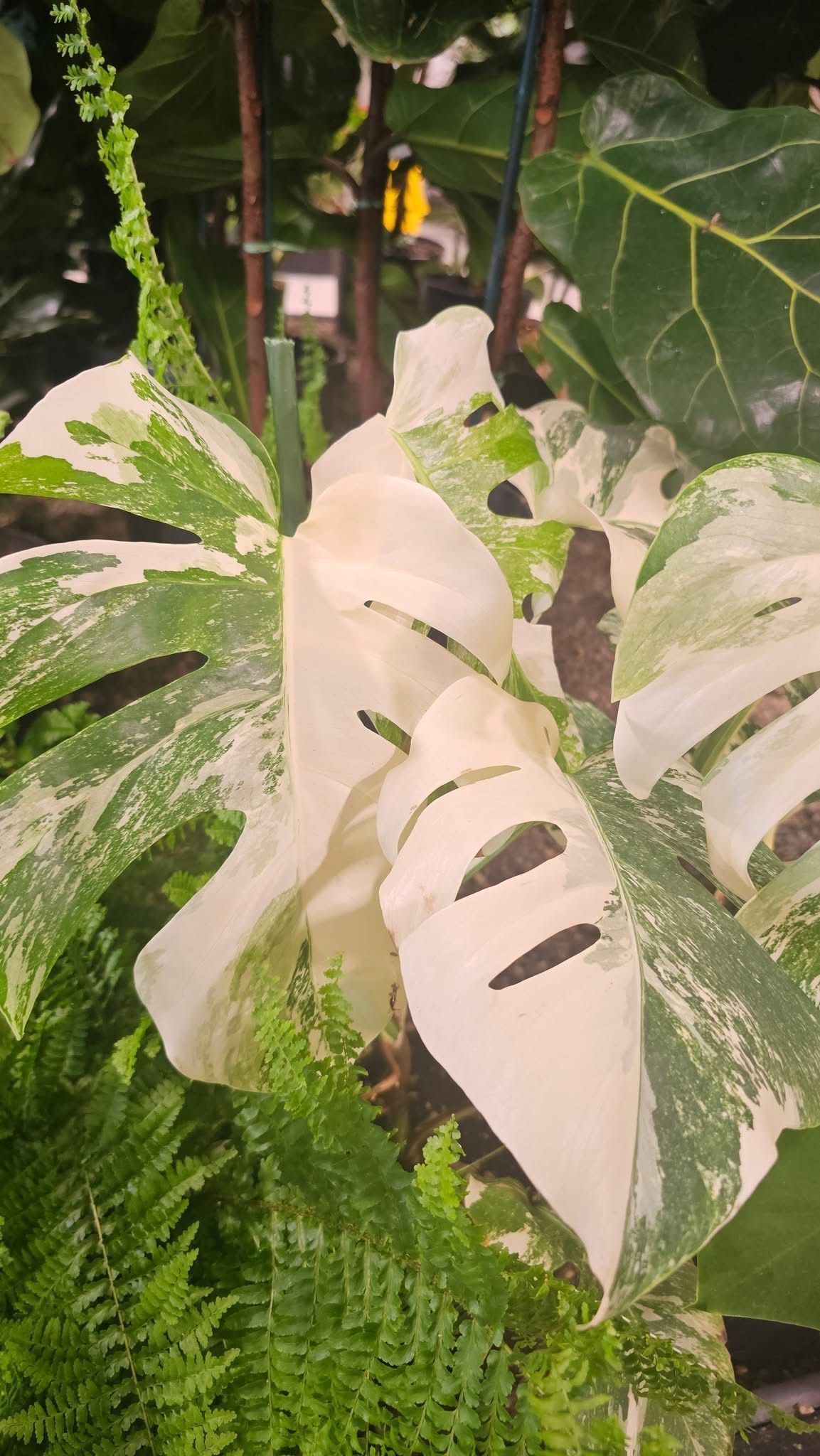 Monstera Albo Monstera Albo