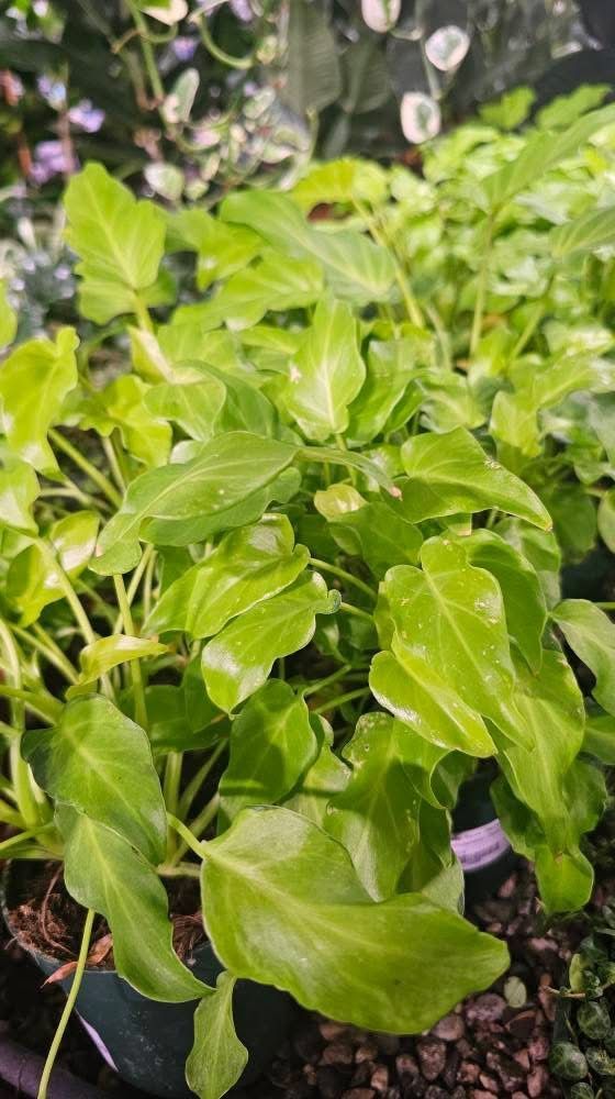 Philodendron Gold Xanadu Philodendron Gold Xanadu