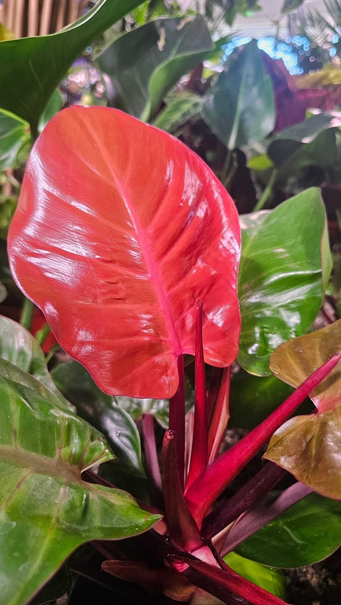 Philodendron Prince of Orange Philodendron Prince of Orange